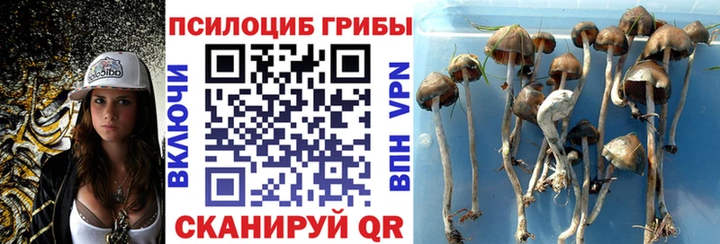 Псилоцибиновые грибы Psilocybine cubensis  blacksprut ссылка  Алатырь 